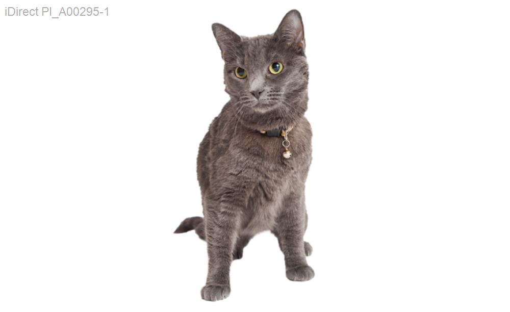 2023最佳寵物美容店大公開！你的毛孩最佳選擇指南